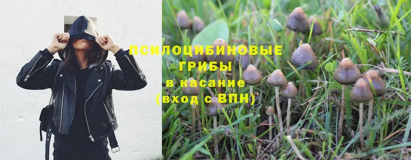 наркотики  Зеленокумск  Галлюциногенные грибы Psilocybe 